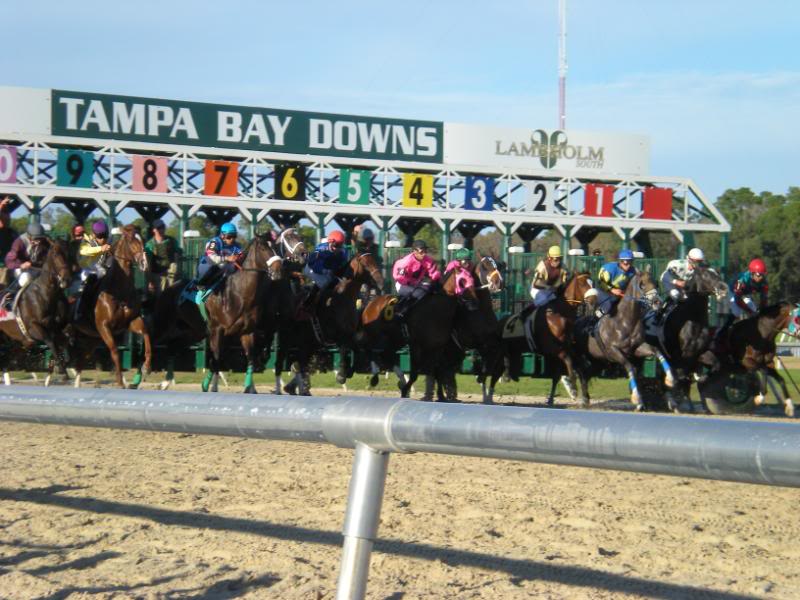Horse Racing Picks Wednesday Best Value Bets at Tampa Bay Downs
